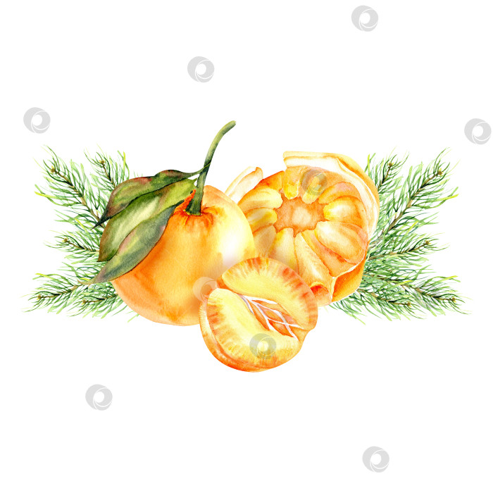 Скачать Акварельные оранжевые мандарины с зелеными ветками пирогового дерева. Рисованная рождественская композиция с цитрусовыми фруктами для меню, ресторана, поздравительной открытки, дизайна приглашений фотосток Ozero
