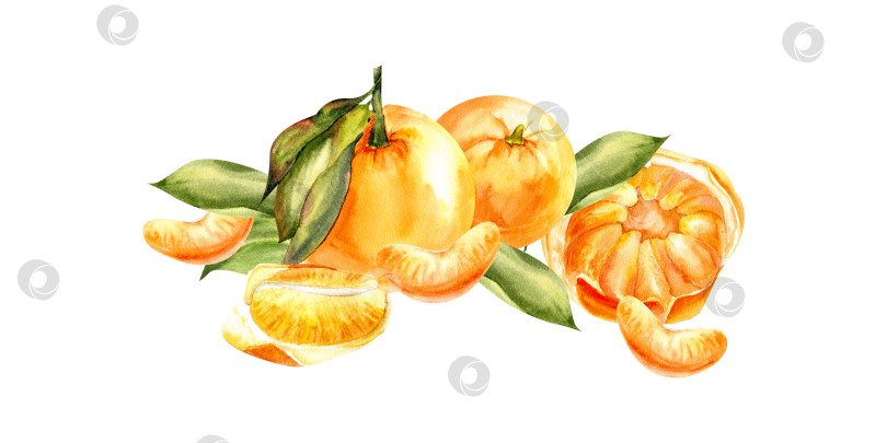 Скачать Акварельная композиция из апельсиновых мандаринов. Цитрусовые с зелеными листьями, ломтики мандарина, иллюстрация изолированного блюда для меню, сока, кафе, коктейля, дизайн приглашений фотосток Ozero
