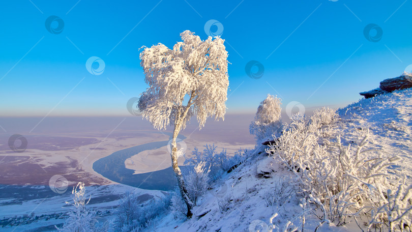 Скачать Заснеженная береза на склоне горы. фотосток Ozero