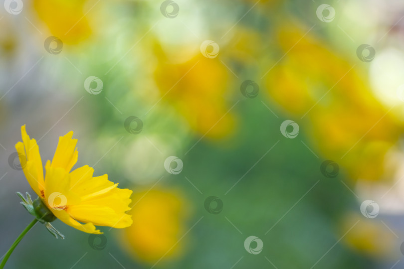 Скачать Желтый цветок, мягкий фокус и размытый фон. Естественный несфокусированный цветок в саду в качестве фона фотосток Ozero