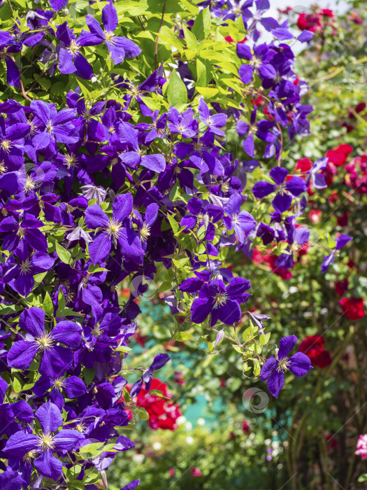 Скачать Летний вьющийся цветник, пурпурно-голубой клематис. Цветочная арка из энергичного вьющегося винограда - ярко-фиолетовые цветы фотосток Ozero