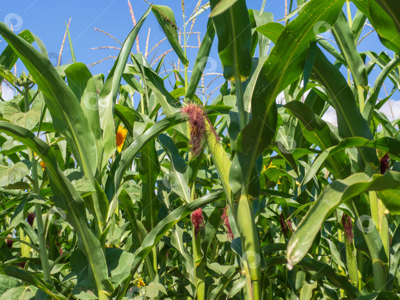 Скачать Кукурузное поле летом. Ряды зеленых растений кукурузы с початками фотосток Ozero
