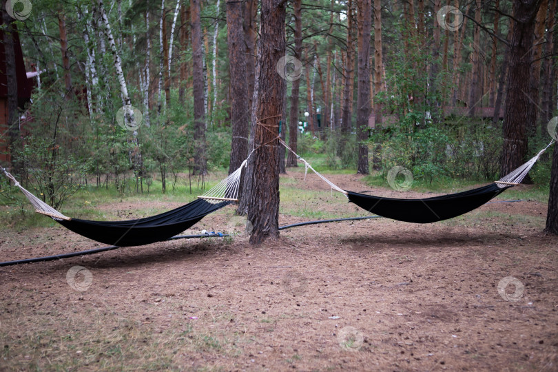 Скачать Пустой гамак в лесу фотосток Ozero