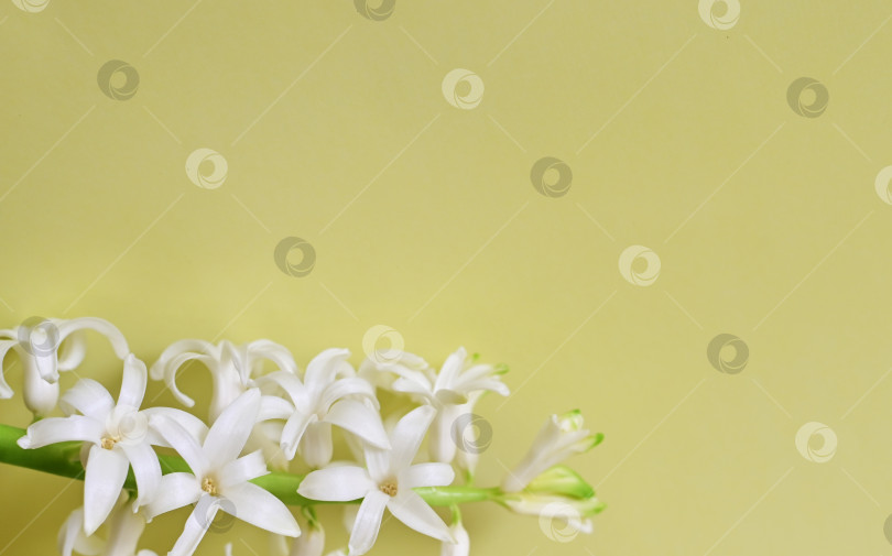 Скачать Красивые цветы гиацинта и пасхальные яйца на желтом фоне женского дня фотосток Ozero