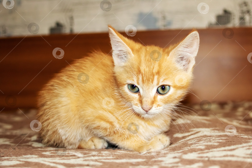 Скачать Маленький рыжий котенок, лежащий на стуле фотосток Ozero