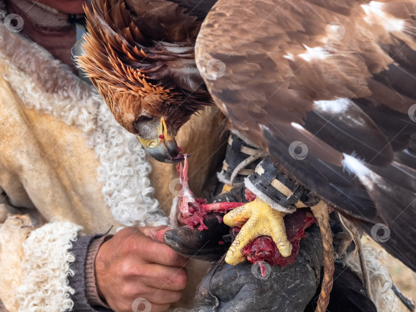 Скачать Хищный беркут поедает добычу. Портрет беркута на руках охотника, который ест мясо. фотосток Ozero