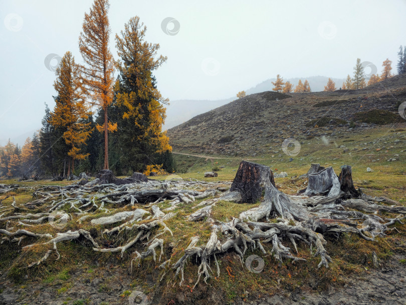 Скачать Гигантские кедровые корни. Корни деревьев и осенний лес. Переплетенные корни двух старых деревьев в осеннем лесу Алтая. фотосток Ozero