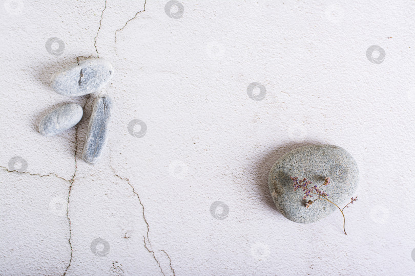 Скачать Мертвый засохший цветок на сером камне на светлом фоне вид сверху фотосток Ozero