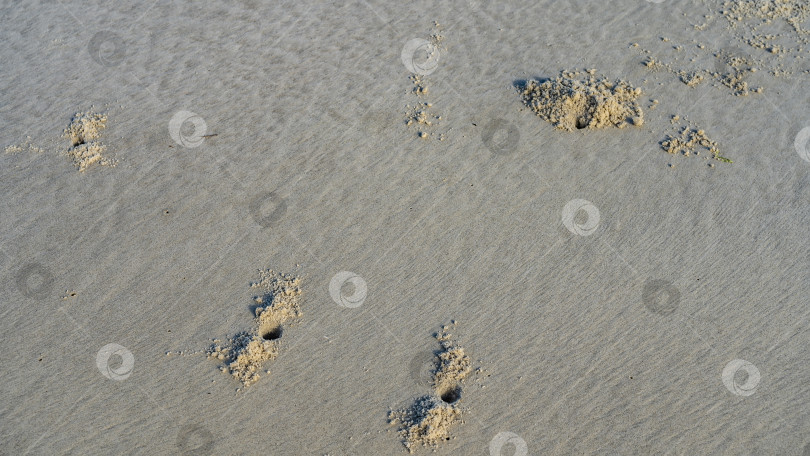 Скачать Во время отлива на берегу видны норы, вырытые крабами. фотосток Ozero