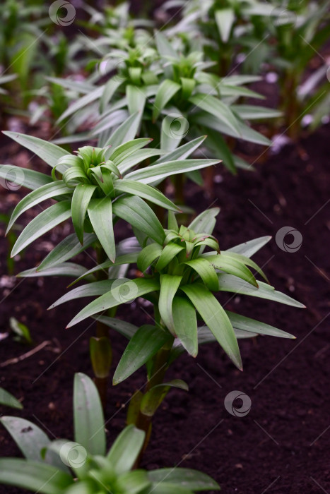 Скачать Фотография зеленых листьев лилии, молодых побегов. Текстура зеленой травы фотосток Ozero