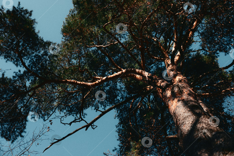 Скачать Вид снизу на большую сосну. Крона дерева фотосток Ozero