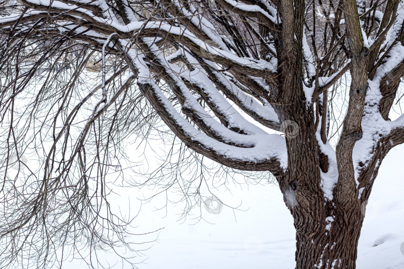 Скачать дерево зимой с живописными ветвями, покрытыми снегом. Пространство для копирования фотосток Ozero