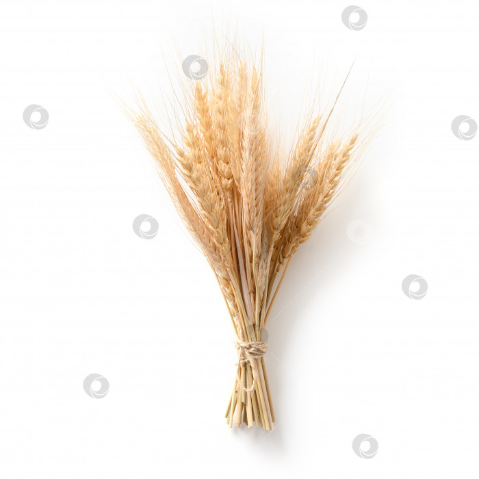 Скачать Пучок пшеничных колосьев, выделенных на белом фоне. фотосток Ozero