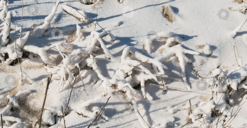 Скачать Растения, покрытые снегом фотосток Ozero