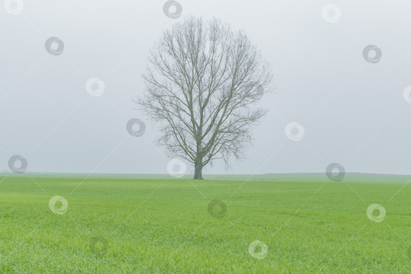 Скачать Одинокое дерево в тумане фотосток Ozero