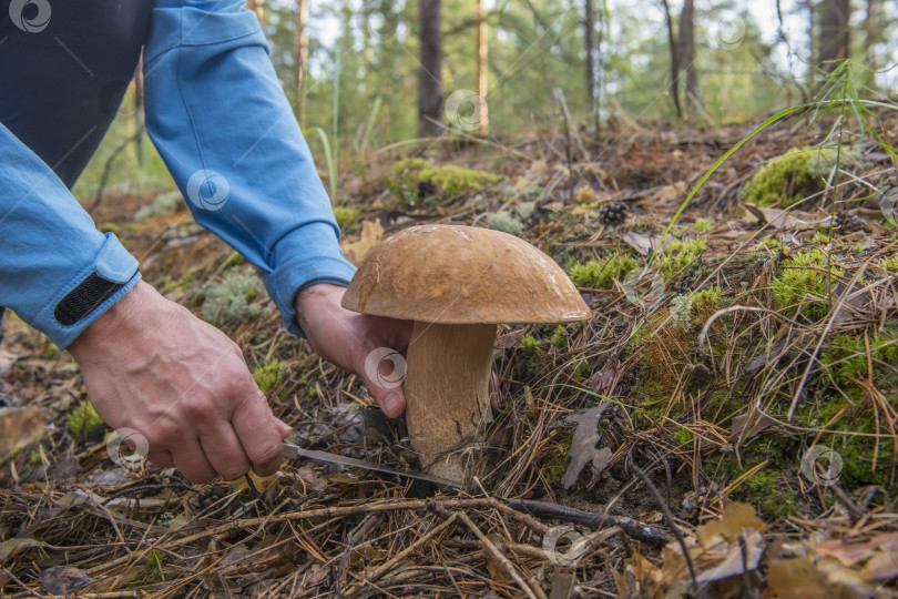 Скачать Хобби "охота за грибами" в лесу. фотосток Ozero