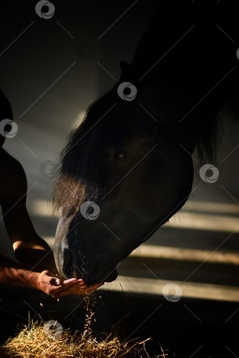 Скачать Черный конь ест овес руками фотосток Ozero