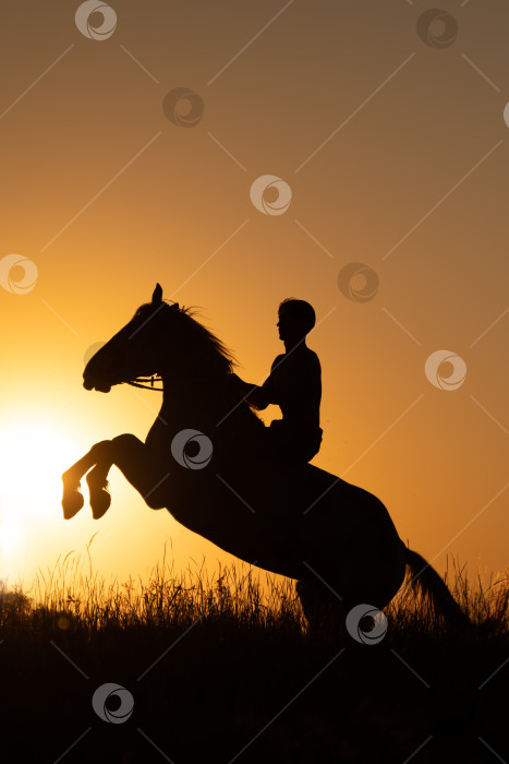 Скачать всадник верхом на лошади на фоне красочного закатного неба. Силуэт всадника на лошади на фоне неба фотосток Ozero