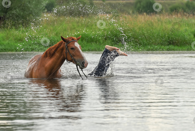 Скачать Коричневая лошадь посреди реки. Всадник упал с лошади в реку. Ныряет в реку с лошади фотосток Ozero