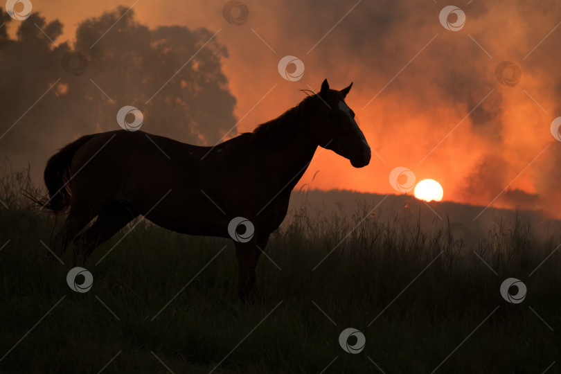 Скачать Гнедая лошадь пасется в поле на закате фотосток Ozero