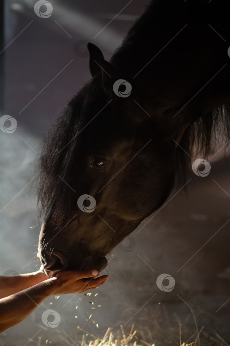 Скачать Черный конь ест овес руками фотосток Ozero