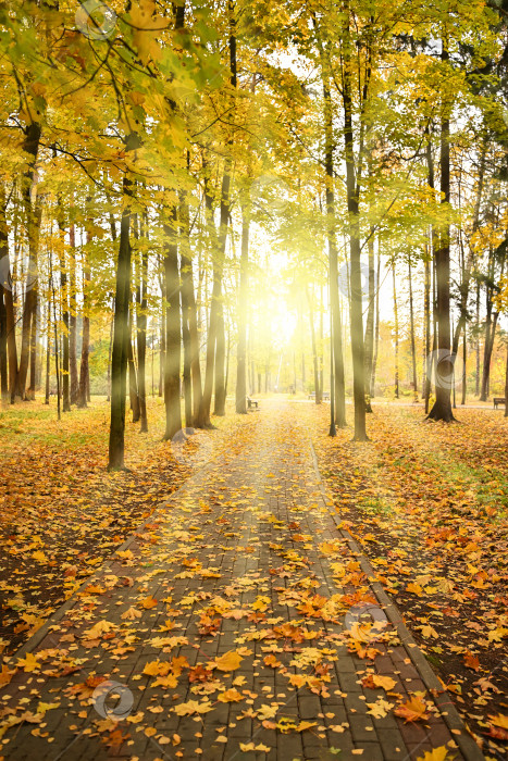 Скачать Осенняя лесная дорога на фоне осенних листьев фотосток Ozero