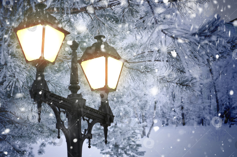 Скачать Деревья в снегу и фонарь в городском парке фотосток Ozero