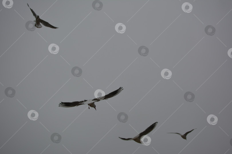 Скачать Четыре чайки летят на фоне пасмурного неба фотосток Ozero