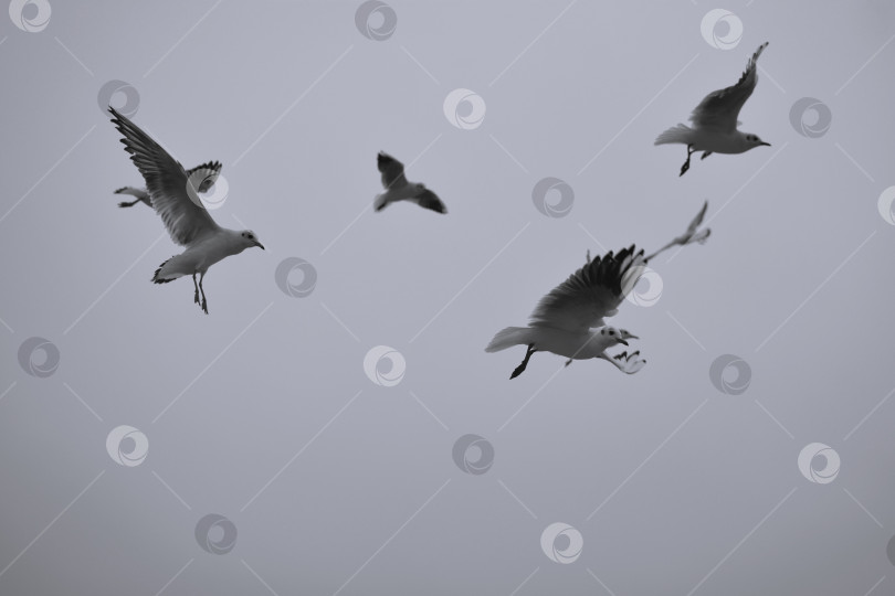 Скачать Летящие чайки на фоне пасмурного неба фотосток Ozero