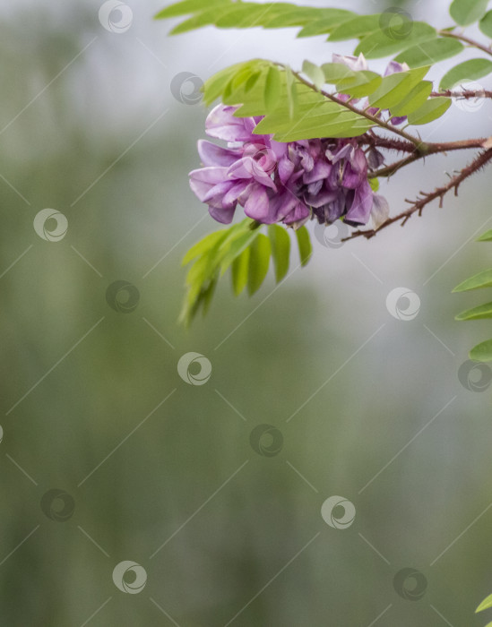 Скачать фиолетовые цветы на ветке фотосток Ozero
