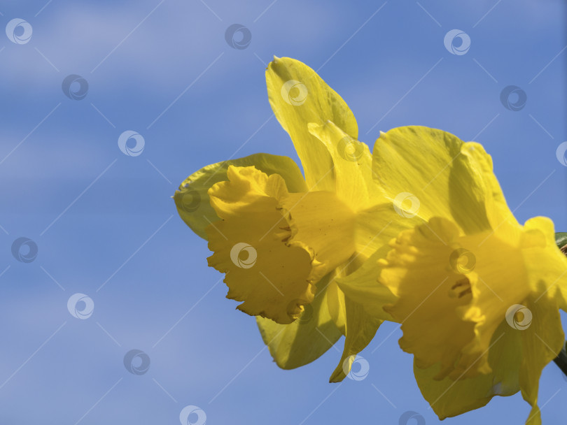 Скачать Весенний цветочный фон нарциссы на фоне голубого неба с пространством для копирования фотосток Ozero