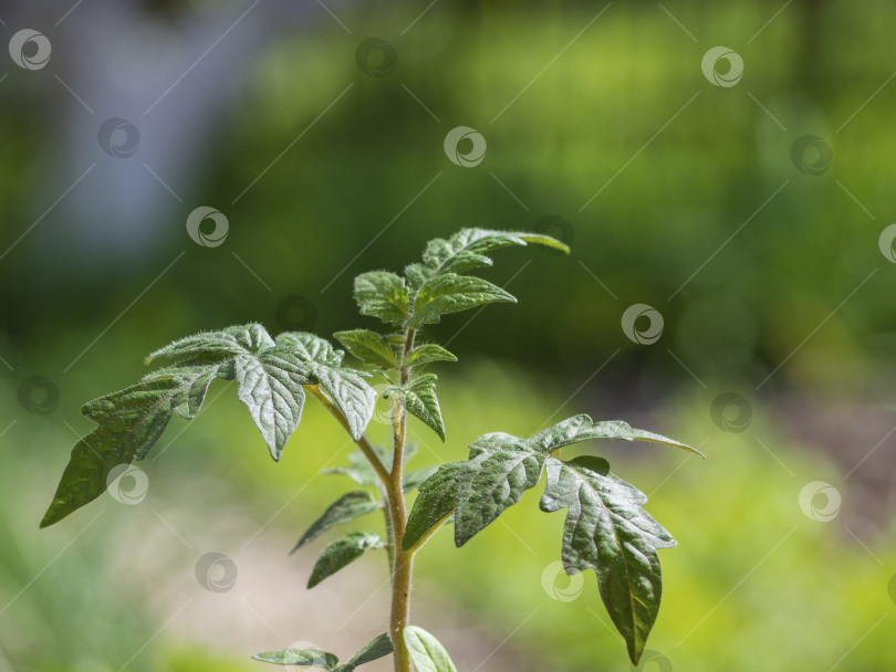 Скачать Молодая зеленая рассада помидоров растет в саду на размытом фоне яркой листвы. Экологическое сельское хозяйство. Молодые растения томатов фотосток Ozero