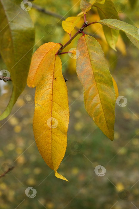 Скачать Осенние листья на ветки фотосток Ozero