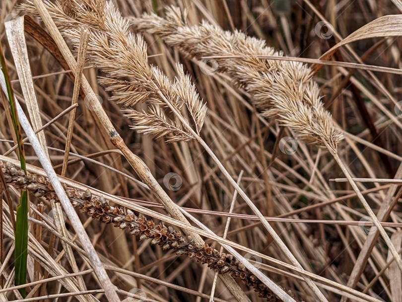 Скачать Сухие дикие травы с колосьями осенью фотосток Ozero