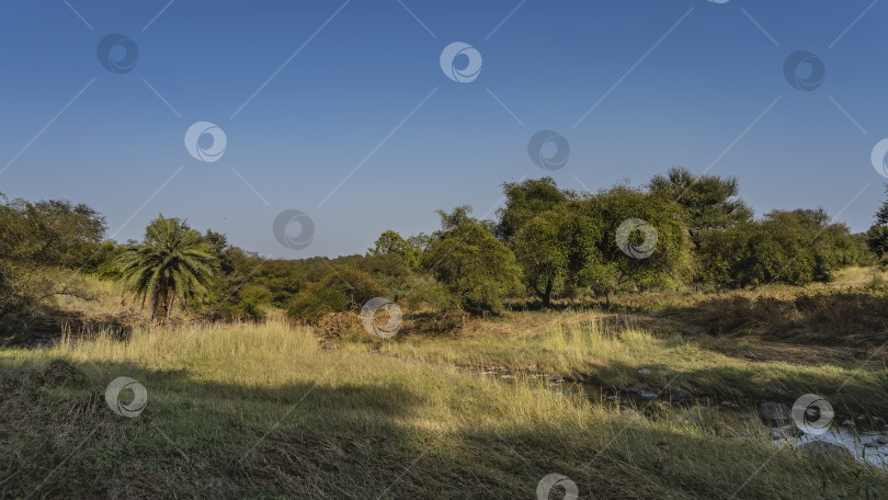 Скачать Спокойный пейзаж джунглей. Ручей течет по лугу фотосток Ozero