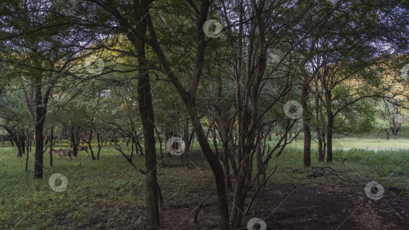 Скачать Дикие антилопы нильгаи пасутся в тенистых джунглях среди деревьев. фотосток Ozero