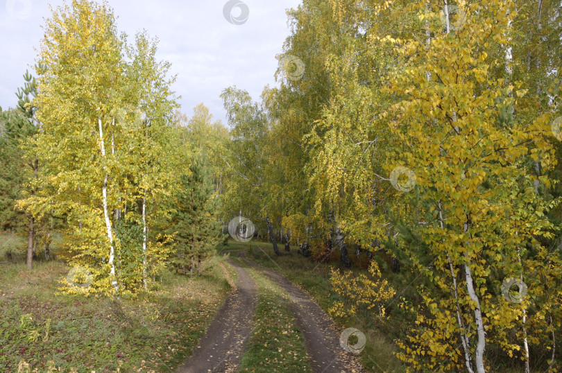 Скачать Урал,Лесная дорога,Осень фотосток Ozero