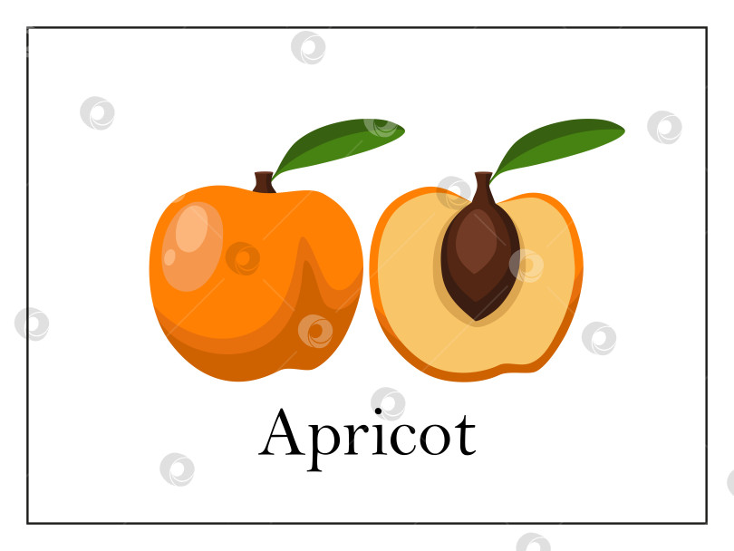 Скачать Открытка с подписью целого абрикоса и разрезанного пополам абрикоса на белом фоне в тонкой рамке фотосток Ozero