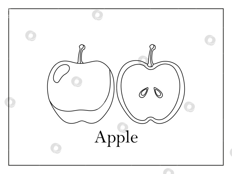 Скачать Раскраска с подписанным целым яблоком и разрезанным пополам яблоком на белом фоне в тонкой рамке фотосток Ozero