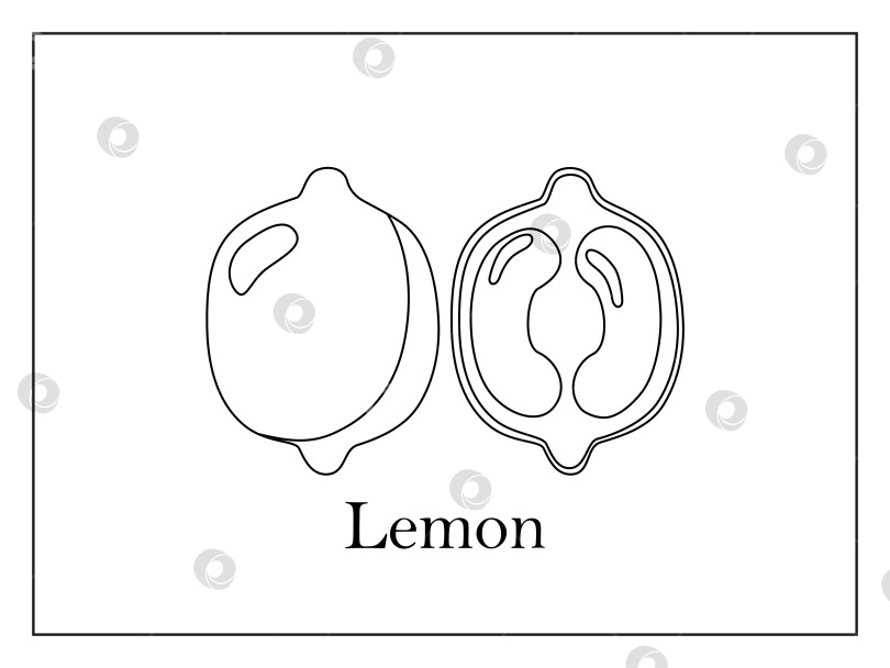 Скачать Раскраска-открытка с подписью целого лимона и разрезанного пополам лимона на белом фоне в тонкой рамке фотосток Ozero