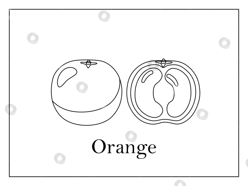 Скачать Раскраска-открытка с подписью целого апельсина и разрезанного пополам апельсина на белом фоне в тонкой рамке фотосток Ozero