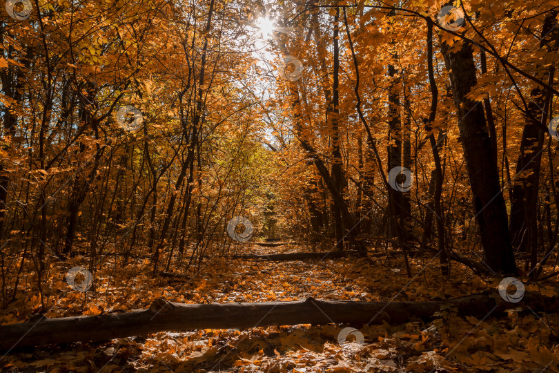 Скачать Солнечный осенний пейзаж фотосток Ozero