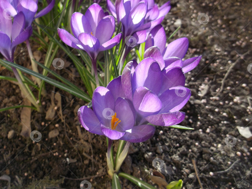 Скачать фиолетовые крокусы. весенние цветы. фотосток Ozero