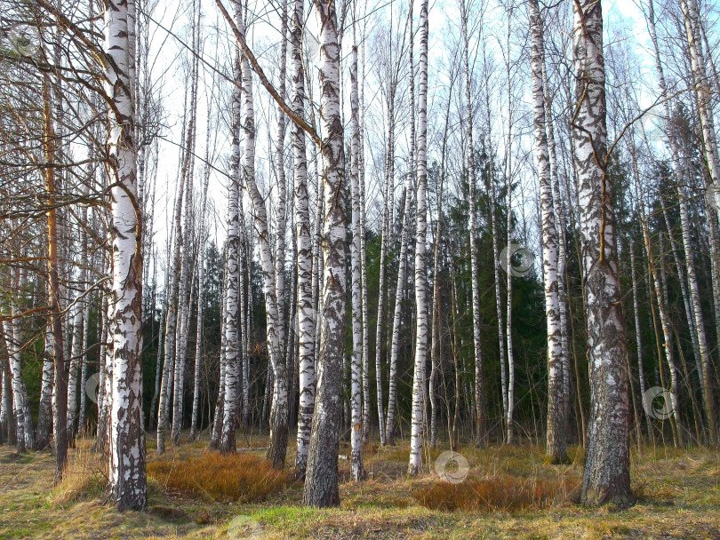 Скачать берёзы весной фотосток Ozero