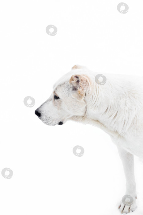 Скачать Кавказская овчарка Алабай на белом фоне. Собака, смотрящая вдаль фотосток Ozero