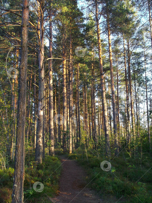 Скачать тропинка в лесу в лучах заката фотосток Ozero