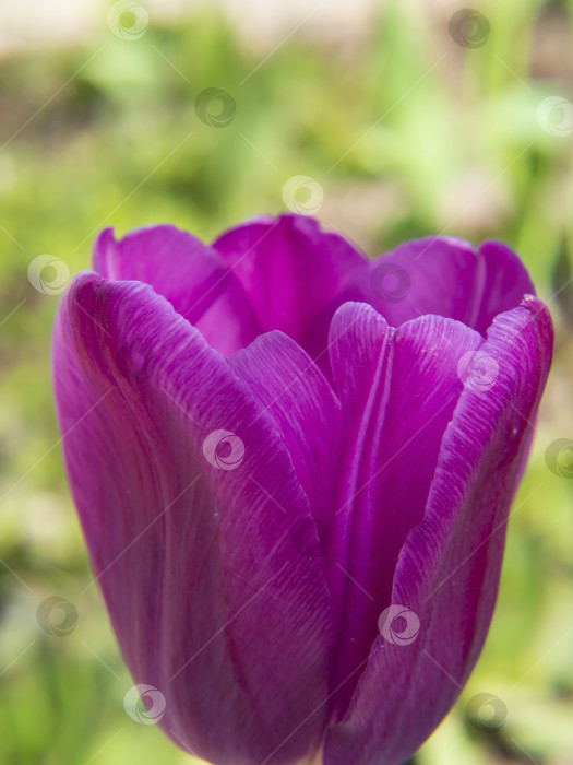Скачать Красивый фиолетовый тюльпан в саду крупным планом фотосток Ozero