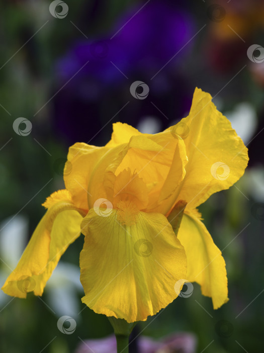 Скачать Крупный план цветка ириса. Желтый цветок ириса распускается на фоне цветов. Фон природы фотосток Ozero