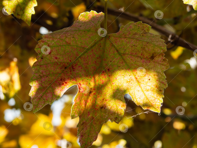 Скачать Крупный план осеннего виноградного листа. Зеленый с красными пятнами виноградный лист с паутиной в солнечном свете на желтом фоне. Красота в природе фотосток Ozero
