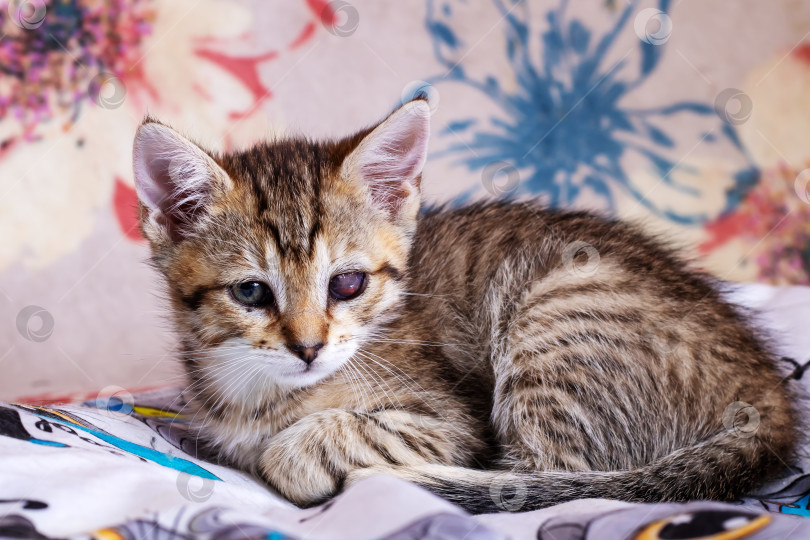 Скачать Маленький полосатый котенок спит дома крупным планом фотосток Ozero